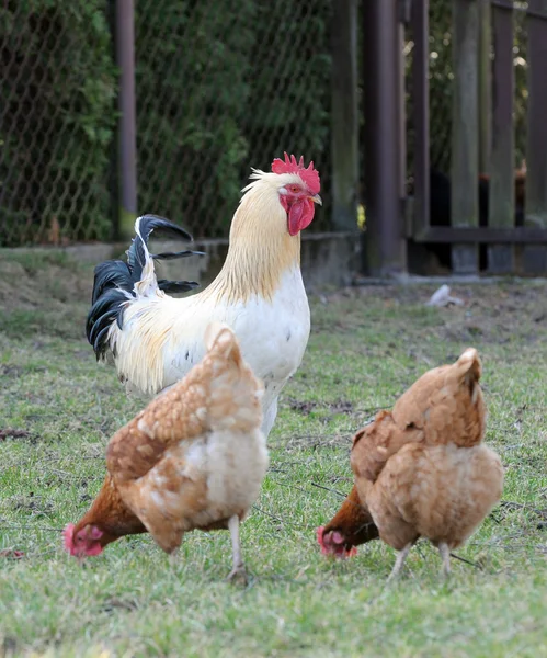 Hahn und Hennen — Stockfoto