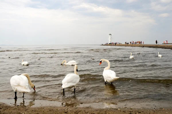 Cygnes en Sinoujscie — Photo