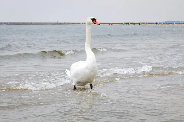 Knobbelzwaan — Stockfoto