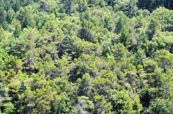 Vista da floresta — Fotografia de Stock