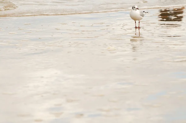 Sea gull — Stock Photo, Image