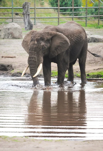 Slon africký — Stock fotografie