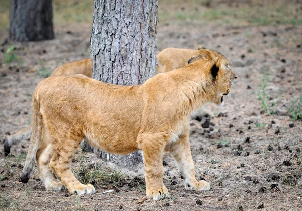 Leones jóvenes — Foto de Stock