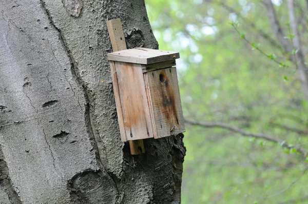 鳥の餌やり — ストック写真