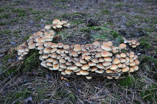 Cogumelos não comestíveis — Fotografia de Stock