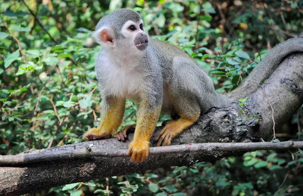 Mono ardilla común — Foto de Stock