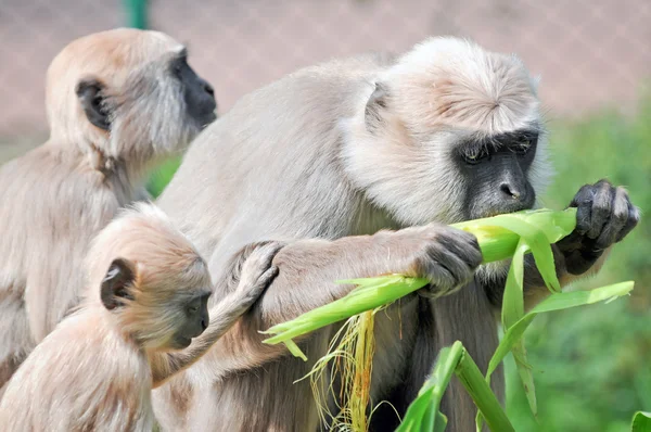 Semnopithecus Tellus — Stockfoto