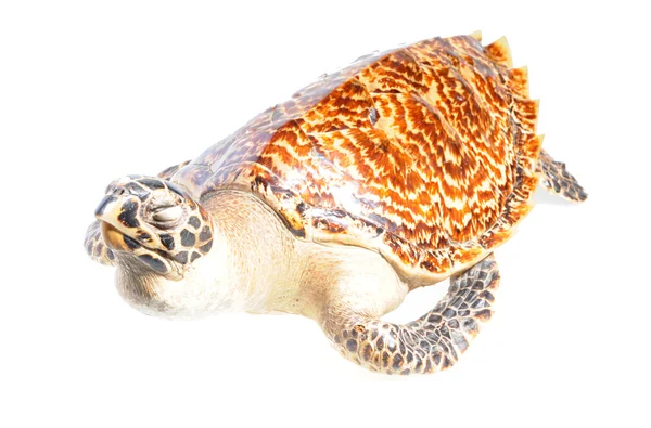 Illegal mounted hawksbill sea turtle - critically endangered sea — Stock Photo, Image