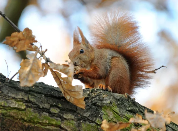 Squirrel — Stock Photo, Image