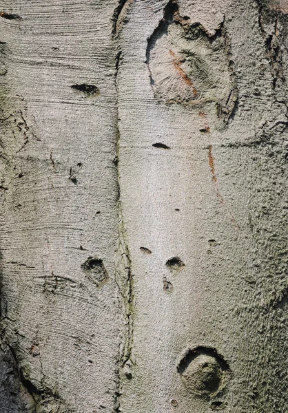 Corteza de árbol — Foto de Stock