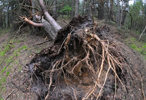 Tallen avverkas efter storm — Stockfoto