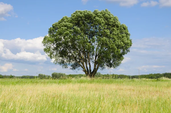 Einzelner Baum auf einer Wiese — Stockfoto