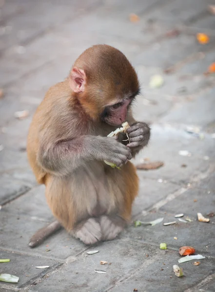 Macaco rhesus — Fotografia de Stock