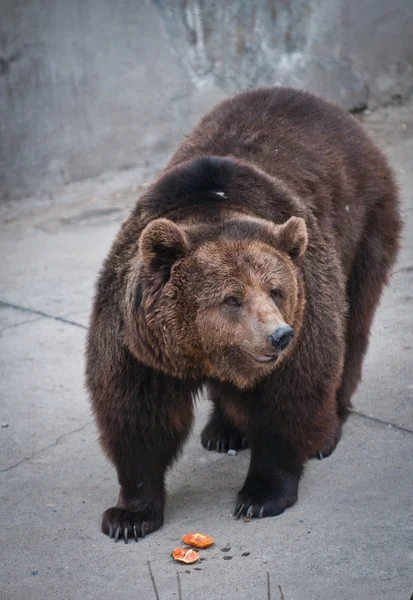 El oso pardo —  Fotos de Stock