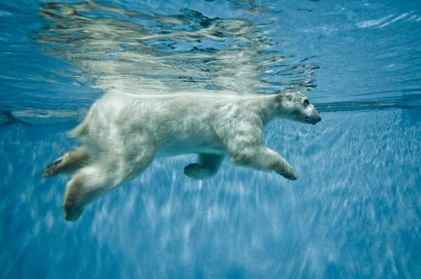 Ursul polar — Fotografie, imagine de stoc