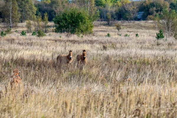 Chevaux dans la zone de Tchernobyl — Photo