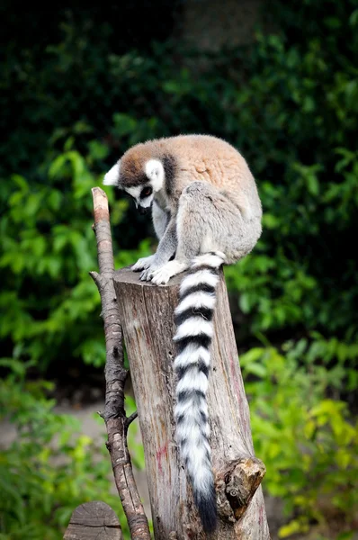 Ring-tailed lemur — Stock Photo, Image