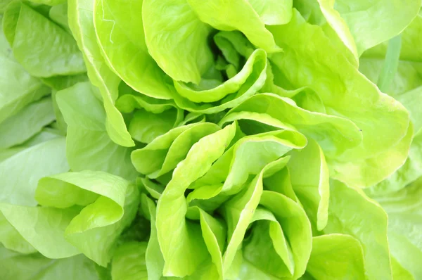 Green lettuce — Stock Photo, Image