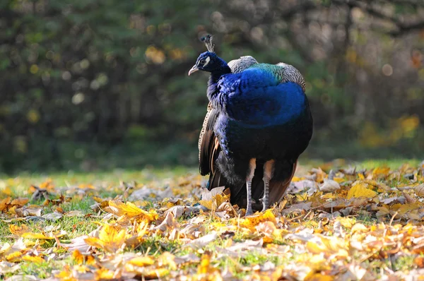 Blue Peafowl — Stock Photo, Image