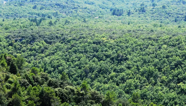 Vista da floresta — Fotografia de Stock