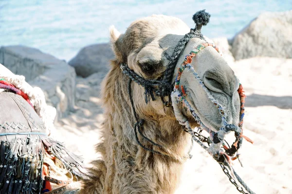 Wielbłądów w Egipcie — Zdjęcie stockowe