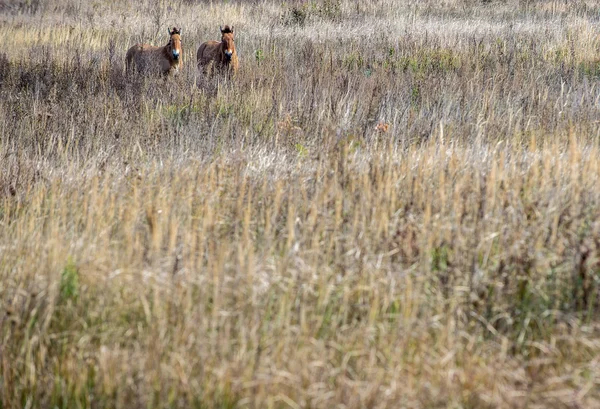 Cavalli nella zona di Chernobyl — Foto Stock