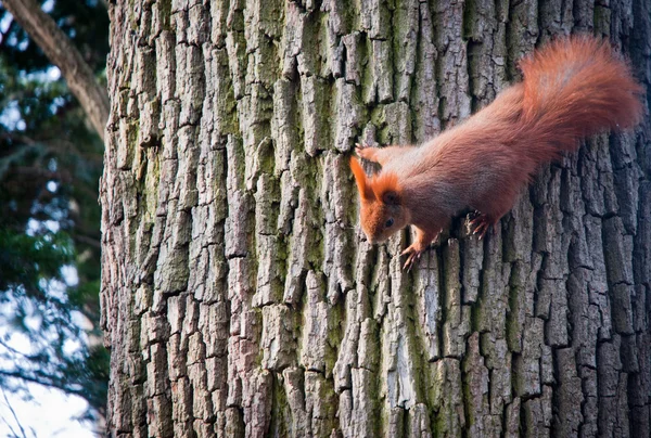 Squirrel — Stock Photo, Image