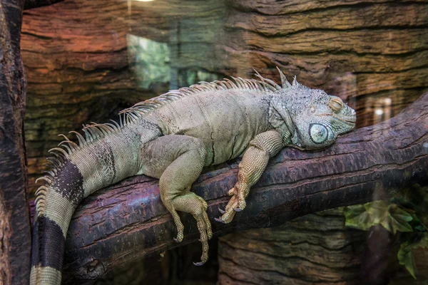 Yeşil iguana — Stok fotoğraf