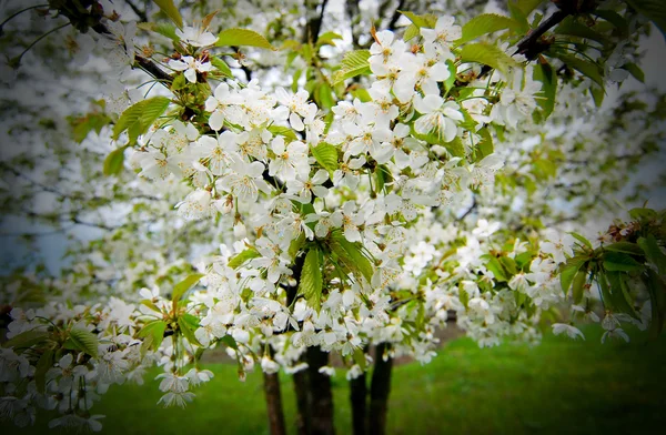 Birnbaum — Stockfoto