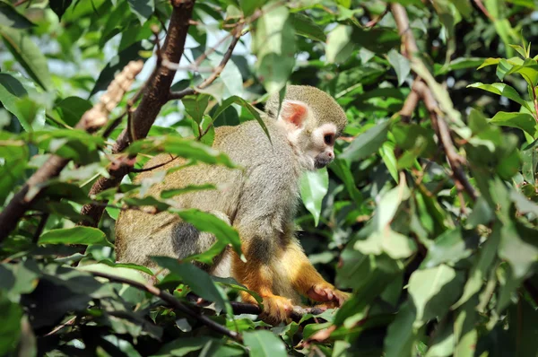 Macaco-esquilo comum — Fotografia de Stock