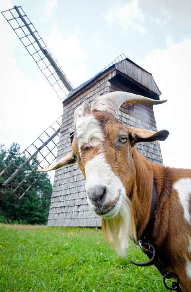 Get och väderkvarn — Stockfoto