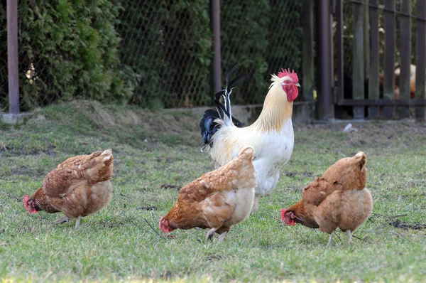 Polla y gallinas — Foto de Stock