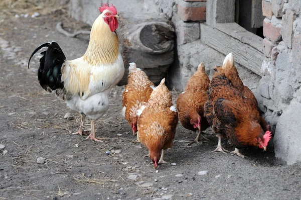 Cock and hens — Stock Photo, Image