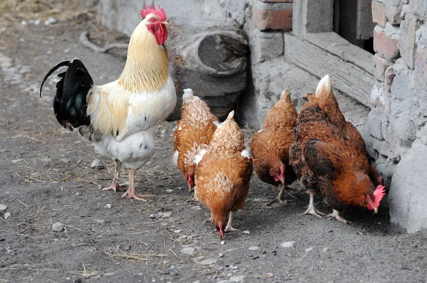 Polla y gallinas — Foto de Stock