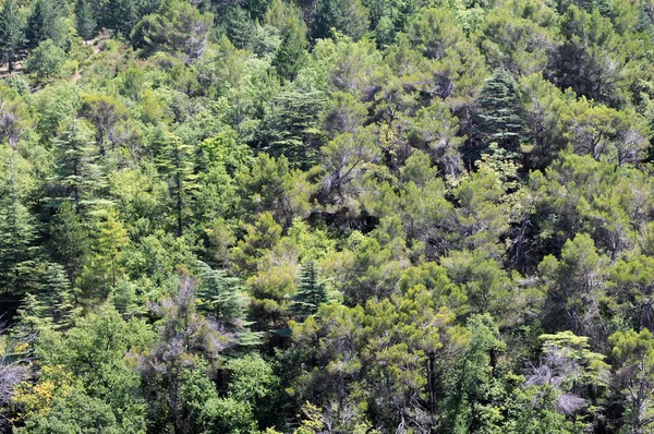 Vista da floresta — Fotografia de Stock