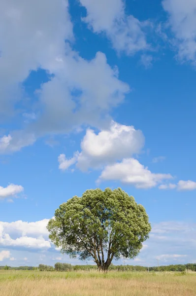 Einzelner Baum auf einer Wiese — Stockfoto