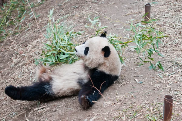 Panda gigante — Fotografia de Stock