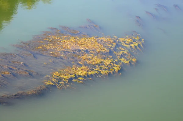 De rivier Rhône — Stockfoto