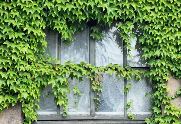 Efeu am Fenster — Stockfoto