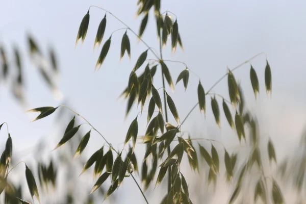 stock image oats field