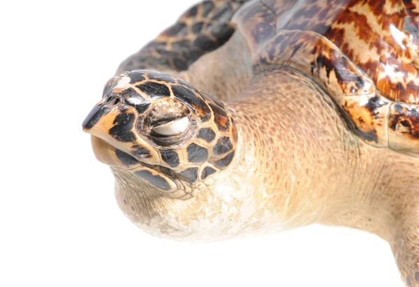 Illegal mounted hawksbill sea turtle - critically endangered sea — Stock Photo, Image