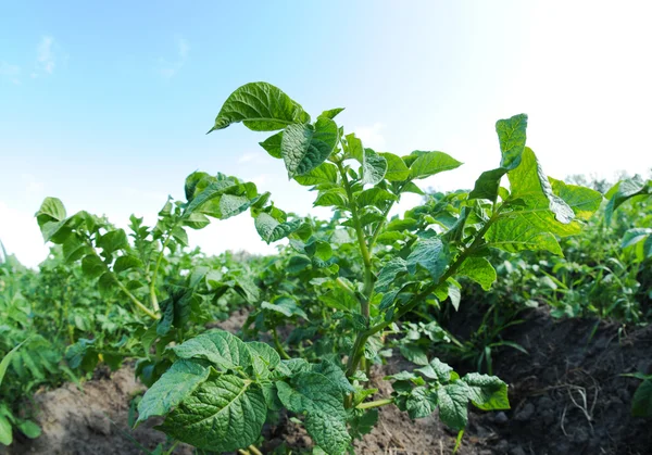 Solanum tuberosum - potato field — Stock Photo, Image