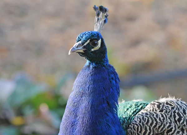 Blue Peafowl — Stock Photo, Image