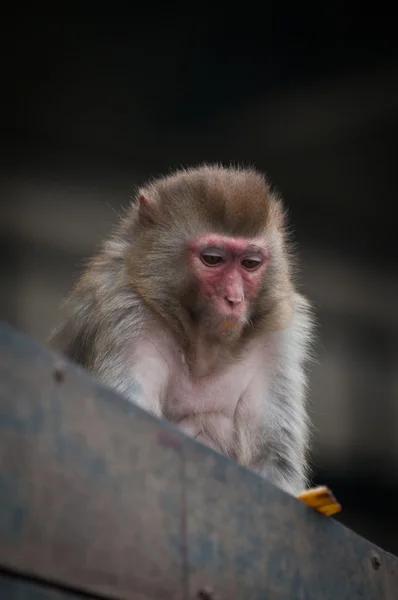 Rhesus macaque — Stock Photo, Image