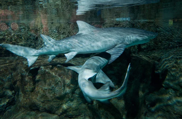 サメ — ストック写真