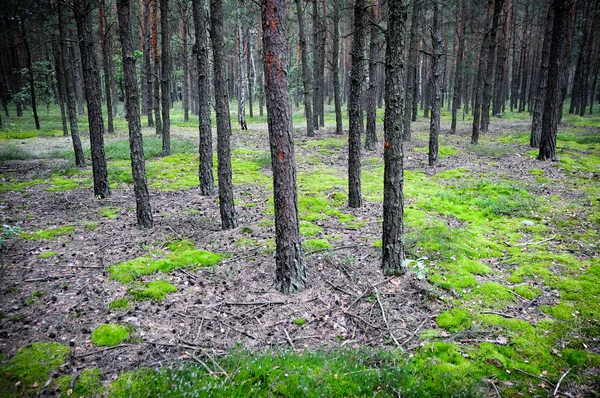 Floresta — Fotografia de Stock