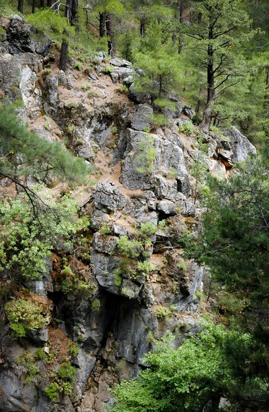 Φαράγγι της Σαμαριάς — Φωτογραφία Αρχείου