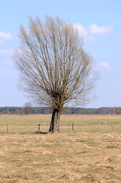 Alte Weide — Stockfoto