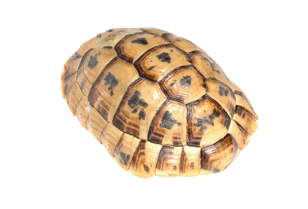 Souvenir ilegal - caparazón de tortuga tortuga —  Fotos de Stock