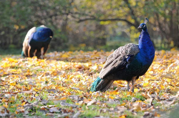 Blue Peafowls — Stock Photo, Image